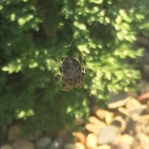 Meet your Posher, Tricia